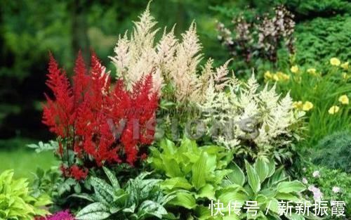 5种“阴暗花”，藏在角落里，年年自行繁殖，也能开成“仙花树”