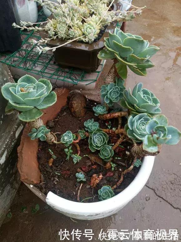 垃圾桶|垃圾桶里一堆“贵货”花,丢人也要捡,带回家就开花