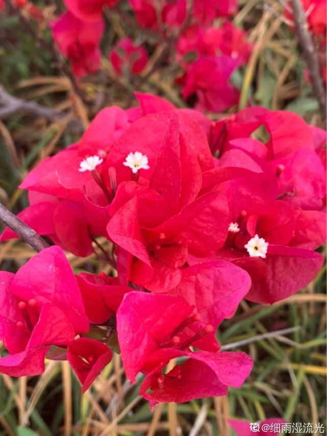 越养越上瘾的花，养一盆就入坑，特容易爆花
