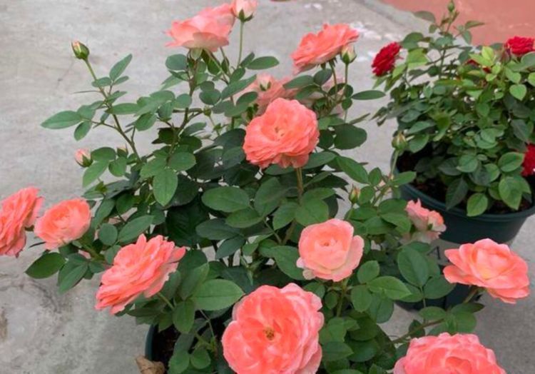 花卉|养花换盆时,多“加”1物,花卉“10年”不烂根,叶子绿,开花多