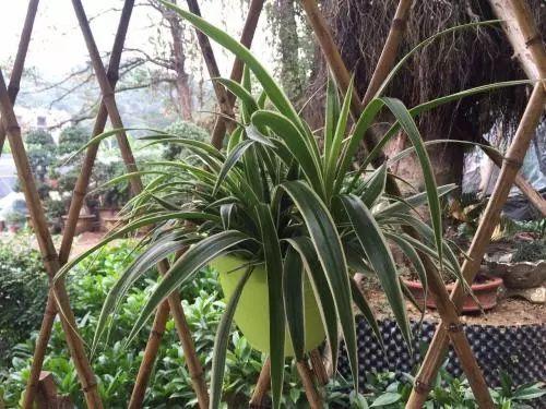 虎尾兰|这些植物放在洗手间,不用管理都能长得很好,还祛除异味