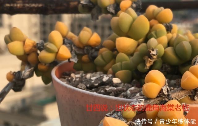 鹿角海棠这样养,爆盆长成“老桩树”,不皱不裂,状态迷人还开花!