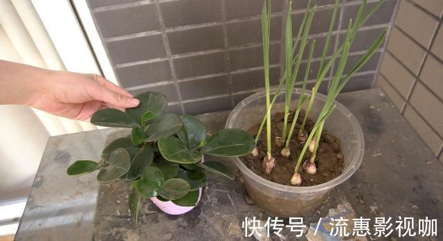 啤酒|啤酒养花没那么简单,对了叶片翠绿长势旺,错了烧根烂根整盆空