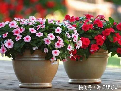 爆盆|晒不死的花卉,夏季“王者”,越晒越能爆盆的盆栽!