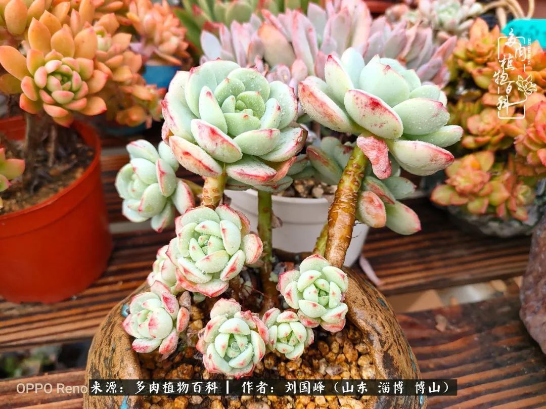贵的不一定是对的,你的多肉究竟值多少钱附冬季养护攻略!