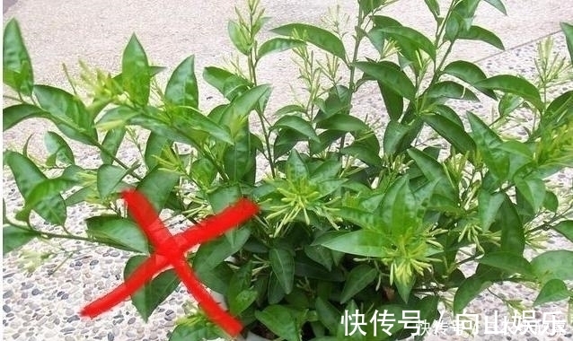 毒碱|家里养花不要瞎眼!这6种花旺财又养人,有2种花是大忌!