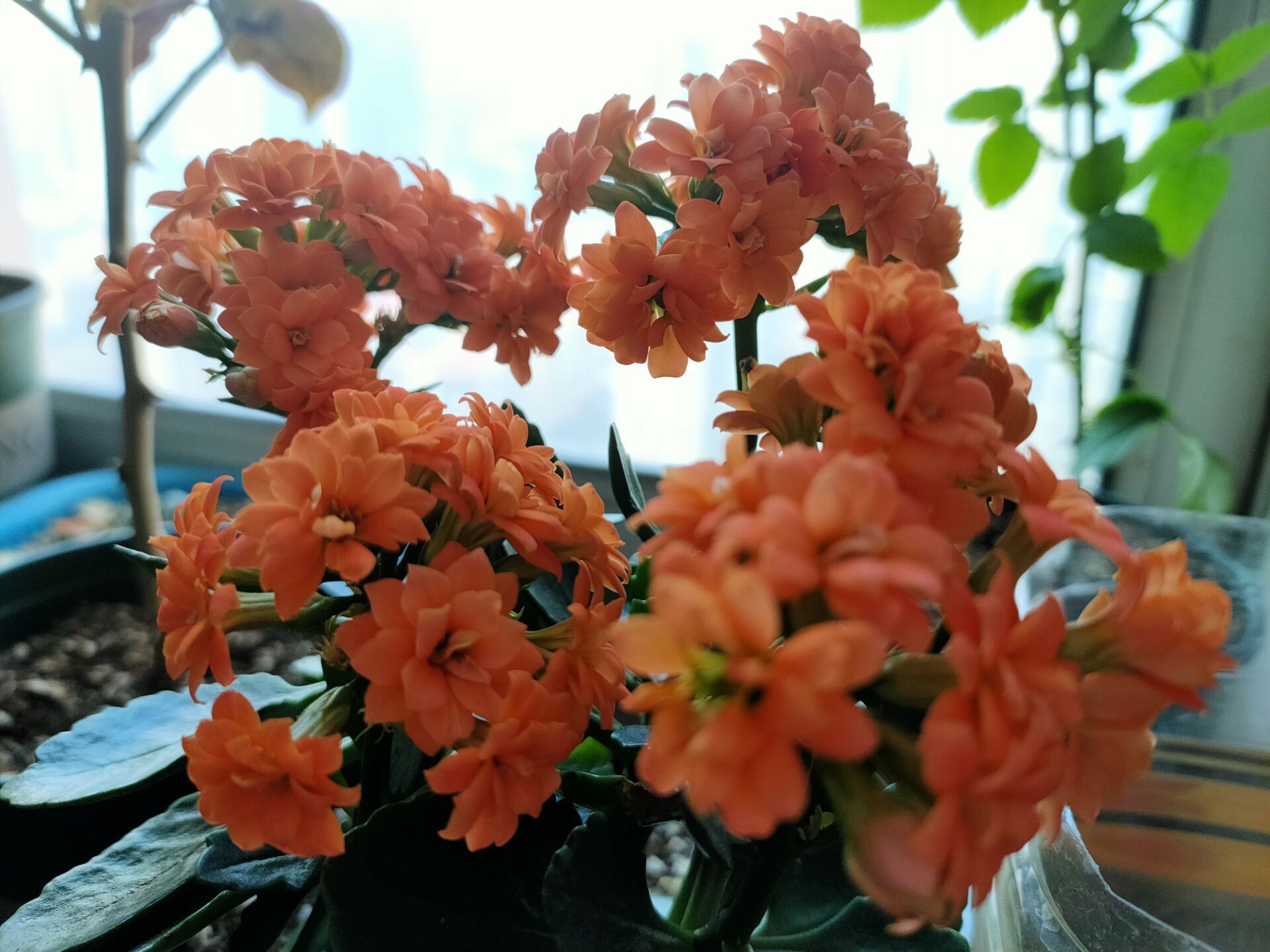 长寿花的“1朵花”绽放开60天，了解它的生长环境，你也能做到