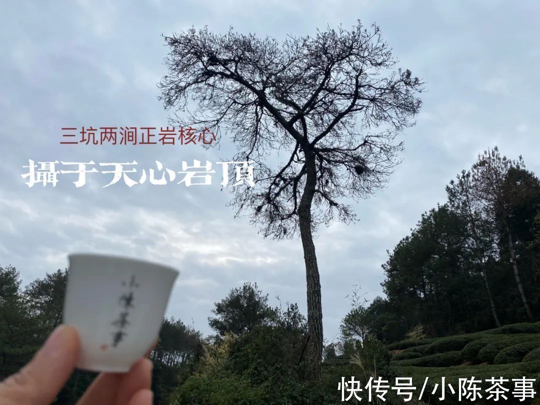 适饮期!爱喝岩茶的你,了解武夷岩茶的褪火期、适饮期、返青期、转化期?