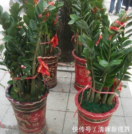 吊兰|好看的3种花，寓意“招财”，放客厅里很美，有钱人也爱养！