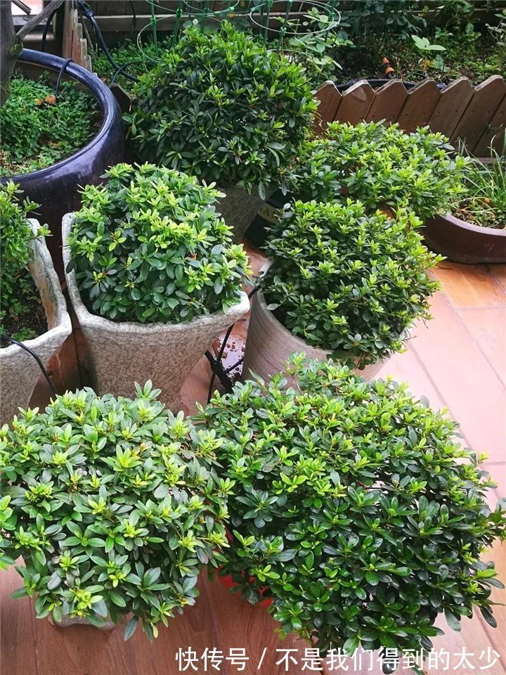 养花技巧最难养的花，买多少死多少，想想就生气！