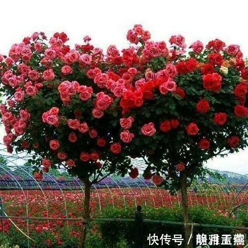 花中皇后|再穷此花也要种2棵，被誉为“花中皇后”，冻不死，花开300天