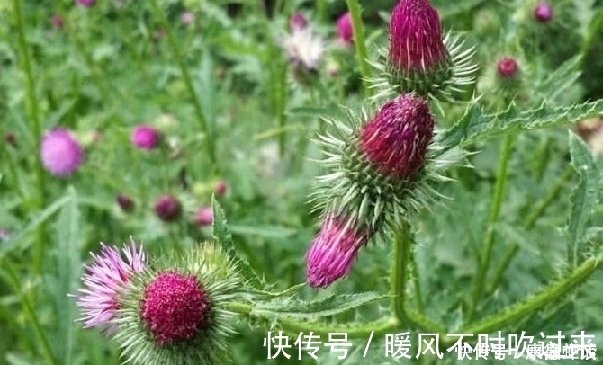 植物|农村有一种植物,农村很喜欢采摘来挂门上,关键时刻还能救命?