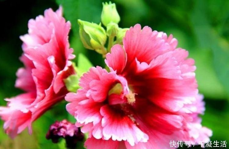 新手|7月就养3种花,耐热又耐旱,懒人新手都能养得好,开花不断