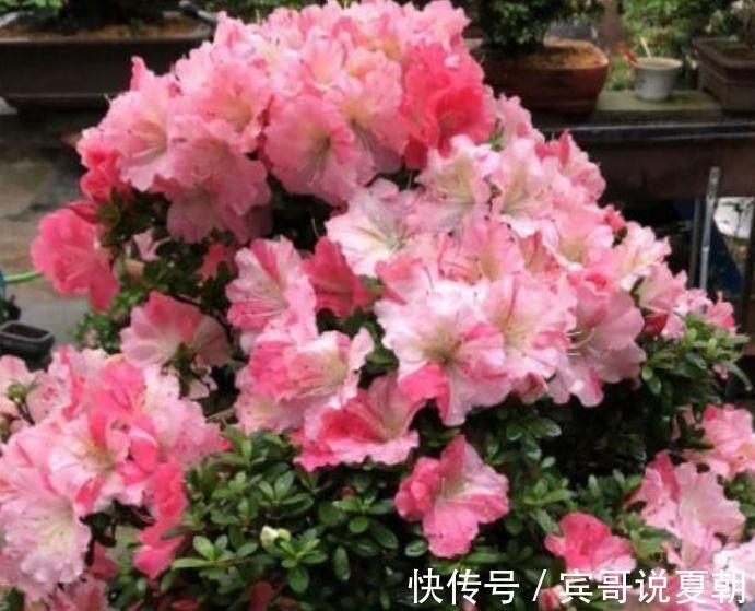 家里养4种花,耐旱又耐晒,好养又漂亮,一开就停不下来