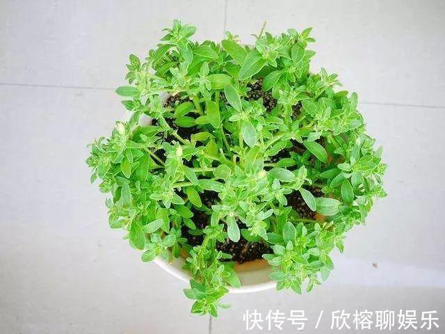 9月给天竺葵剪个短发,过冬前就能窜叶子,明年春天开成大花球!