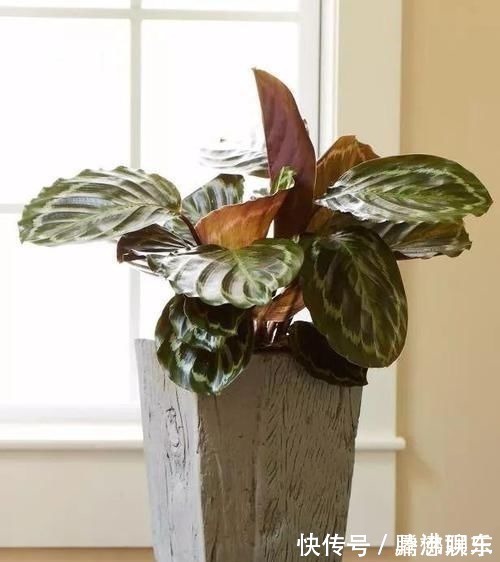 室内|17种适合生长在弱光处的室内植物,可以摆放在家里的任何角落