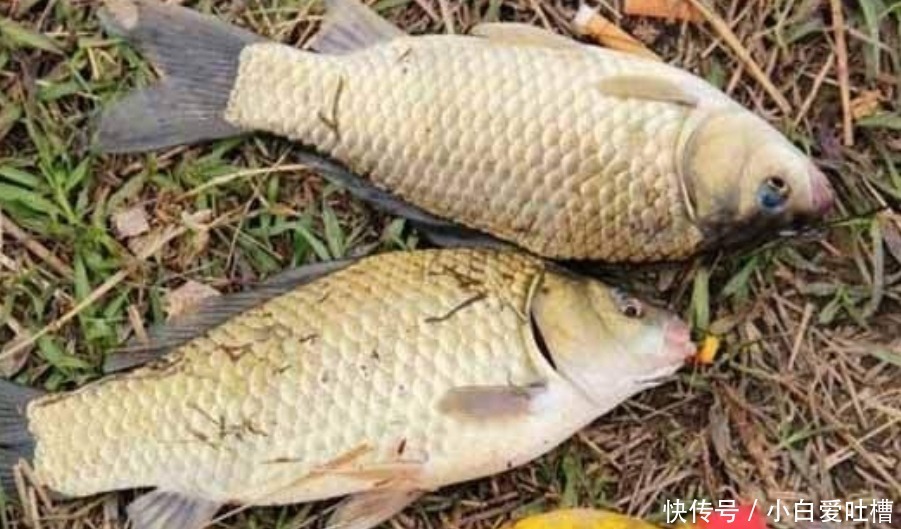 冬钓用饵,岂能随随便便!按我说的做,一根竿子都钓不过来