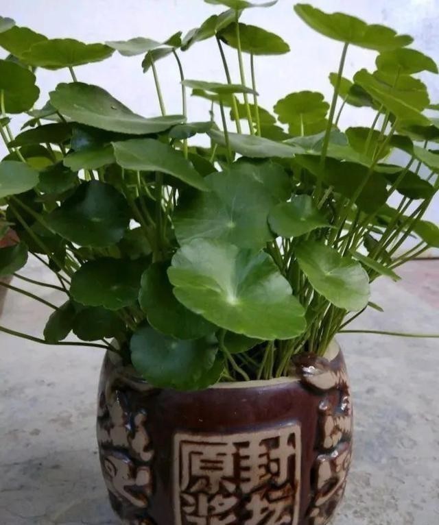 日光浴|这五种花，就得富养，大肥大水大太阳，长得那叫一个旺