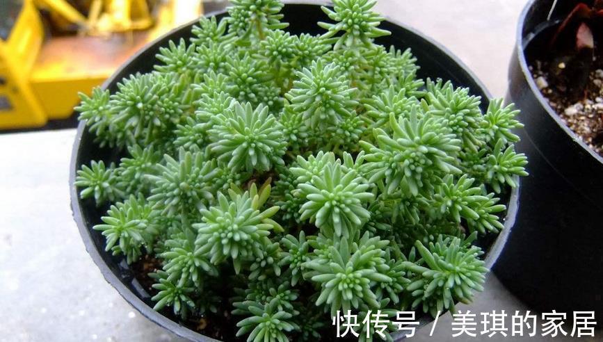 花友们|看似是草,实际是多肉,薄雪万年草,养殖抓住4个细节长得漂亮