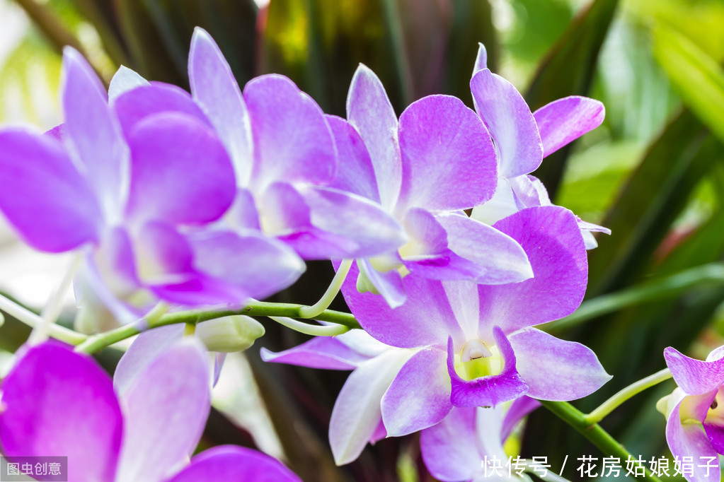 三分钟时间，带您了解石斛兰的养护技巧，养好石斛兰就这么简单