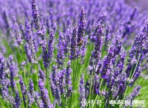 这三种花号称天然的灭蚊器，居家养一盆，让你轻松度夏