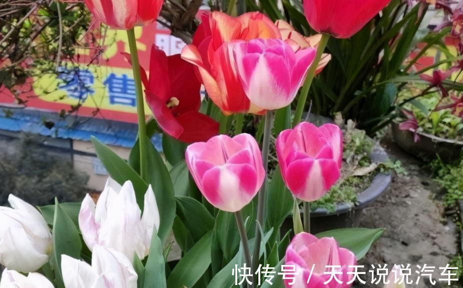 嫌弃养花难,不如就种郁金香,沾土就活,花开时放屋里可当熏香