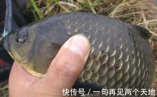放生|国内一男子野外居然钓上百年大鲫鱼,带回家后大的让人看傻眼