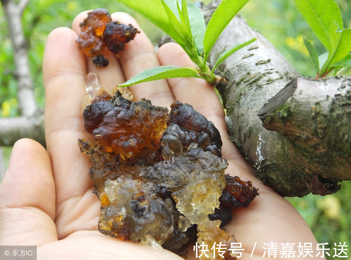 桃树胶|这东西烂在树上都没人要,却是胃病、糖尿病的天然克星