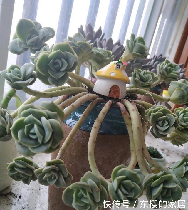 多肉|养多肉也得会模仿,看看这颗可爱玫瑰的悬崖桩,我也想养成这样