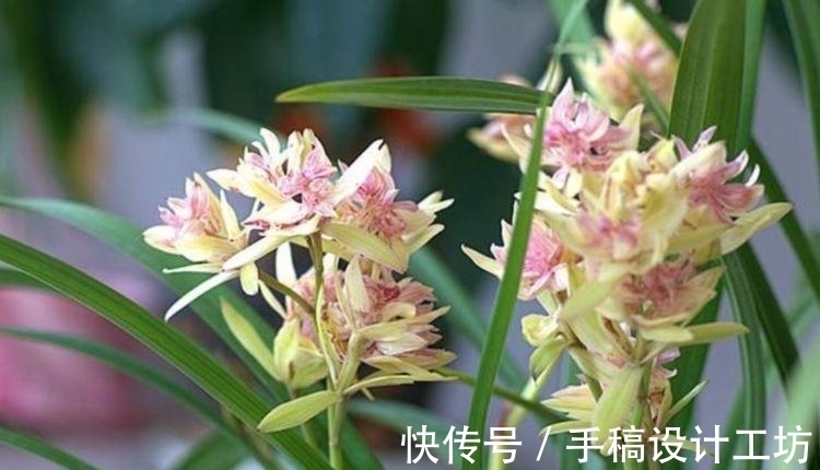 种花人|阳台养这几朵花，花期长，花色艳丽，开成花海，邻居都羡慕！