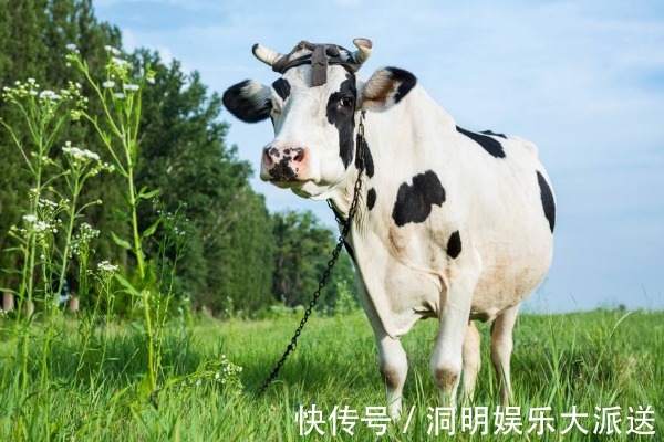 大喜|2021年属牛人的喜事，生肖牛有4大喜来临，速度看看是什么喜