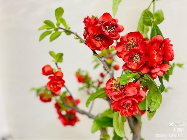 只恐夜深花睡去,故烧高烛照红妆!我与一盆海棠花的故事