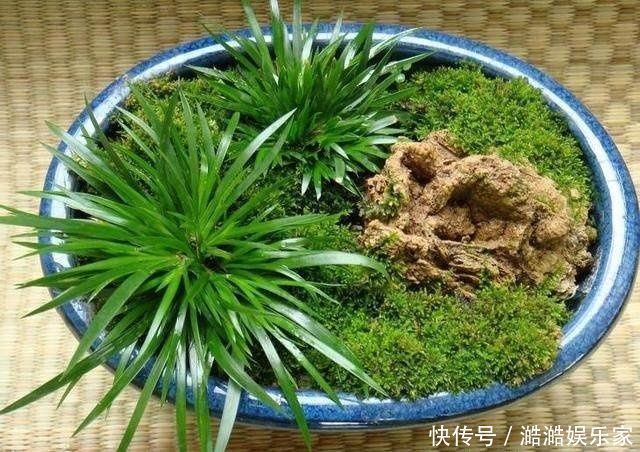 神仙草|奶奶无意盆栽了一棵绿植，满屋子都是清香，出门不用喷香水了