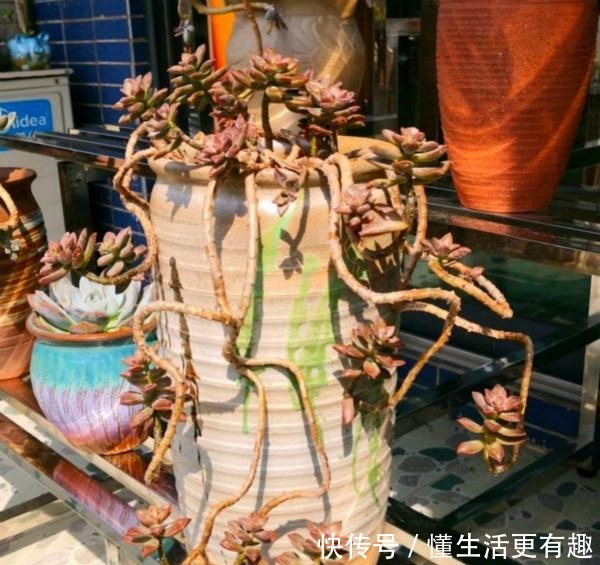 将多肉养成老桩有何难跟着我4步操作,快速养成瀑布型老桩!