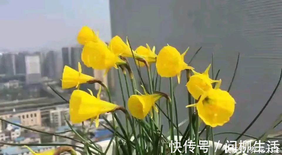 水仙|上万块的蟹爪兰,开花像烟花,养过的人不多