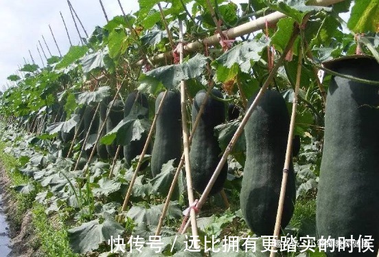 浮肿病|长寿老人爱吃的此种食物,降血糖、降血压,早知早受益