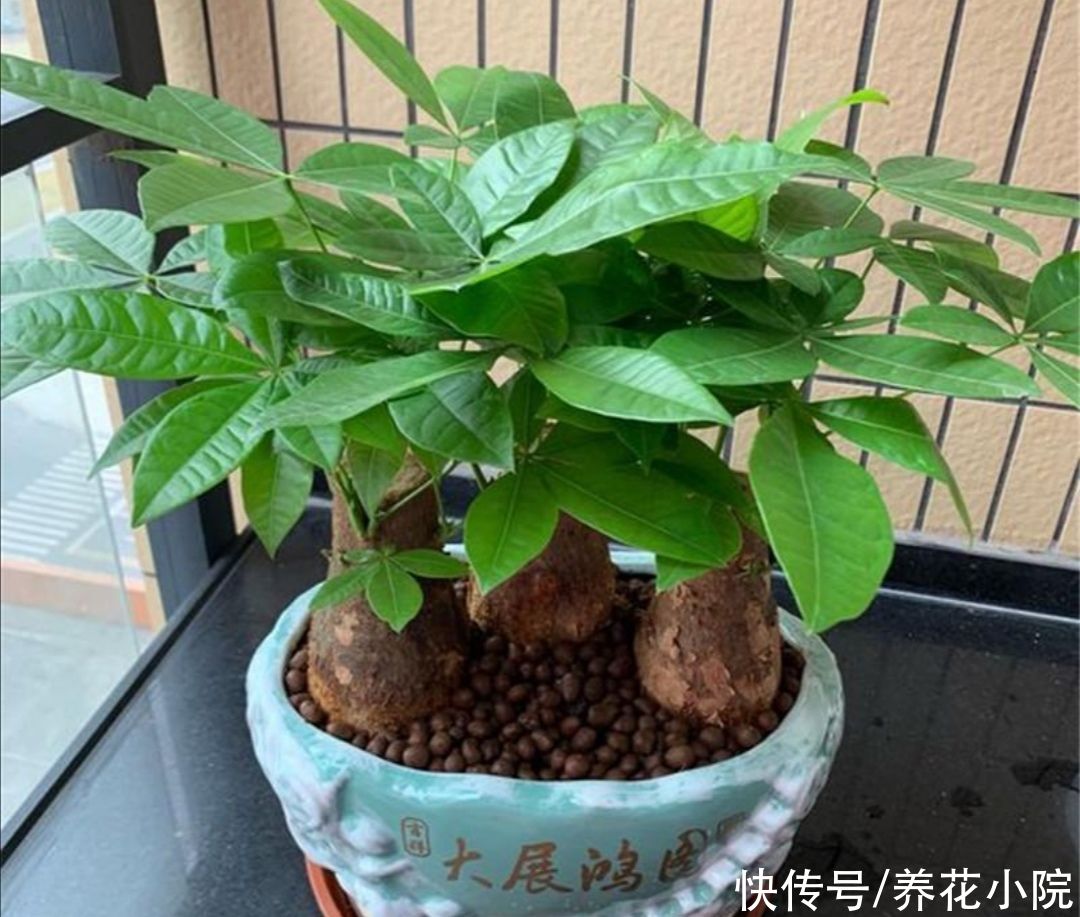 发财树|5种花，就得小盆养，花盆越小，长得越旺
