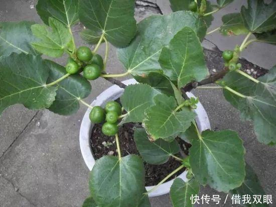 想吃无花果路边剪个枝,插盆里就活