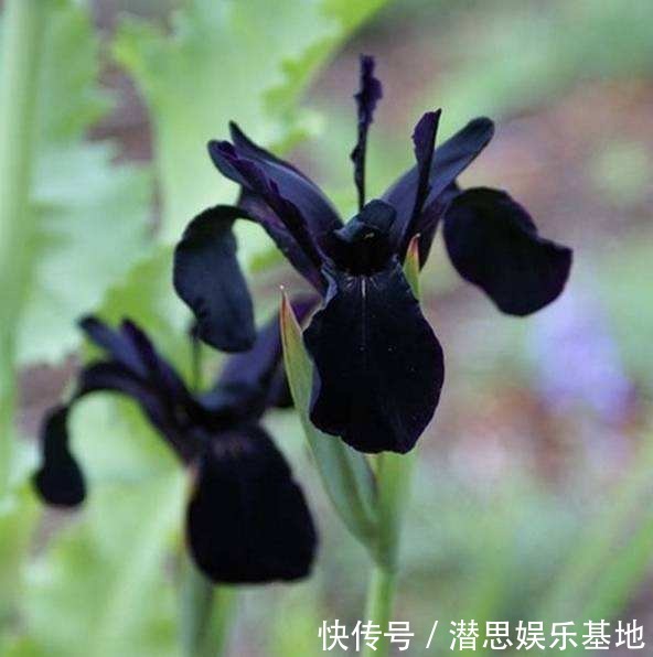 10种罕见的黑色花,都说很高贵,我怎么觉得诡异?
