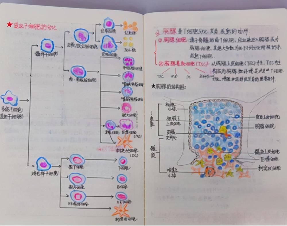 学霸和学渣同时上交课堂笔记，看完对比图，老师心情像坐过山车