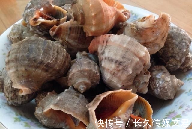 尾部|海螺的尾部到底是螺黄还是螺屎呢?很多人没弄明白,别再分不清