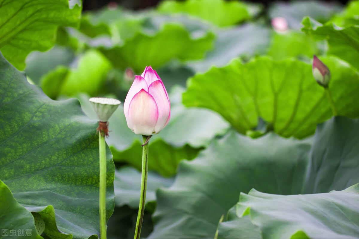 事物|《老子》的智慧:除了强大,我们别无选择