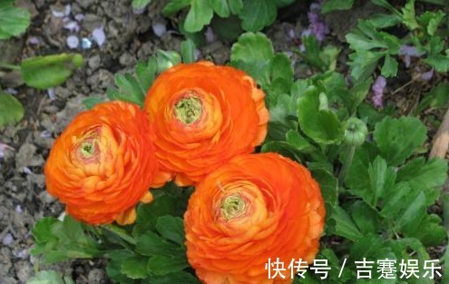 奇花!芹菜叶开出牡丹花,花色丰富,物美价廉,简直美爆了