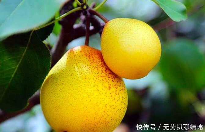 地主|书生在树上吃梨,地主:你下来,女儿送给你