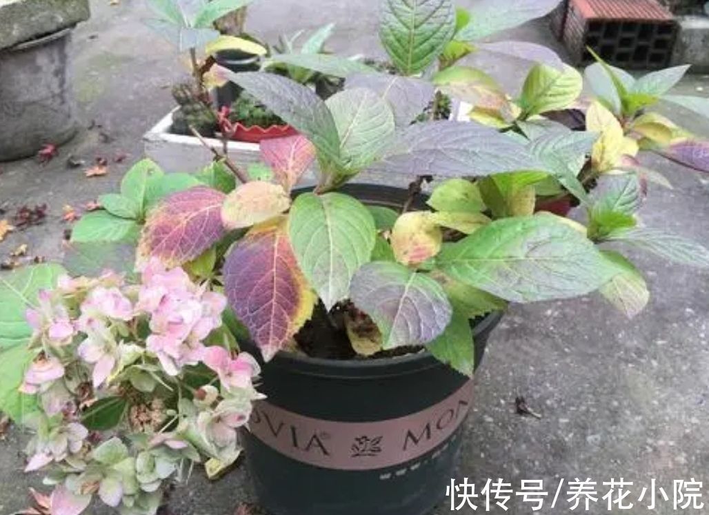 环境温度|家中温度“太低”,5种花要“干养”,才有利于安全越冬