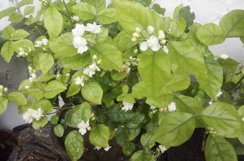  呼呼|发财树、栀子、茉莉、月季，冬季剪剪，春天才能呼呼冒花芽