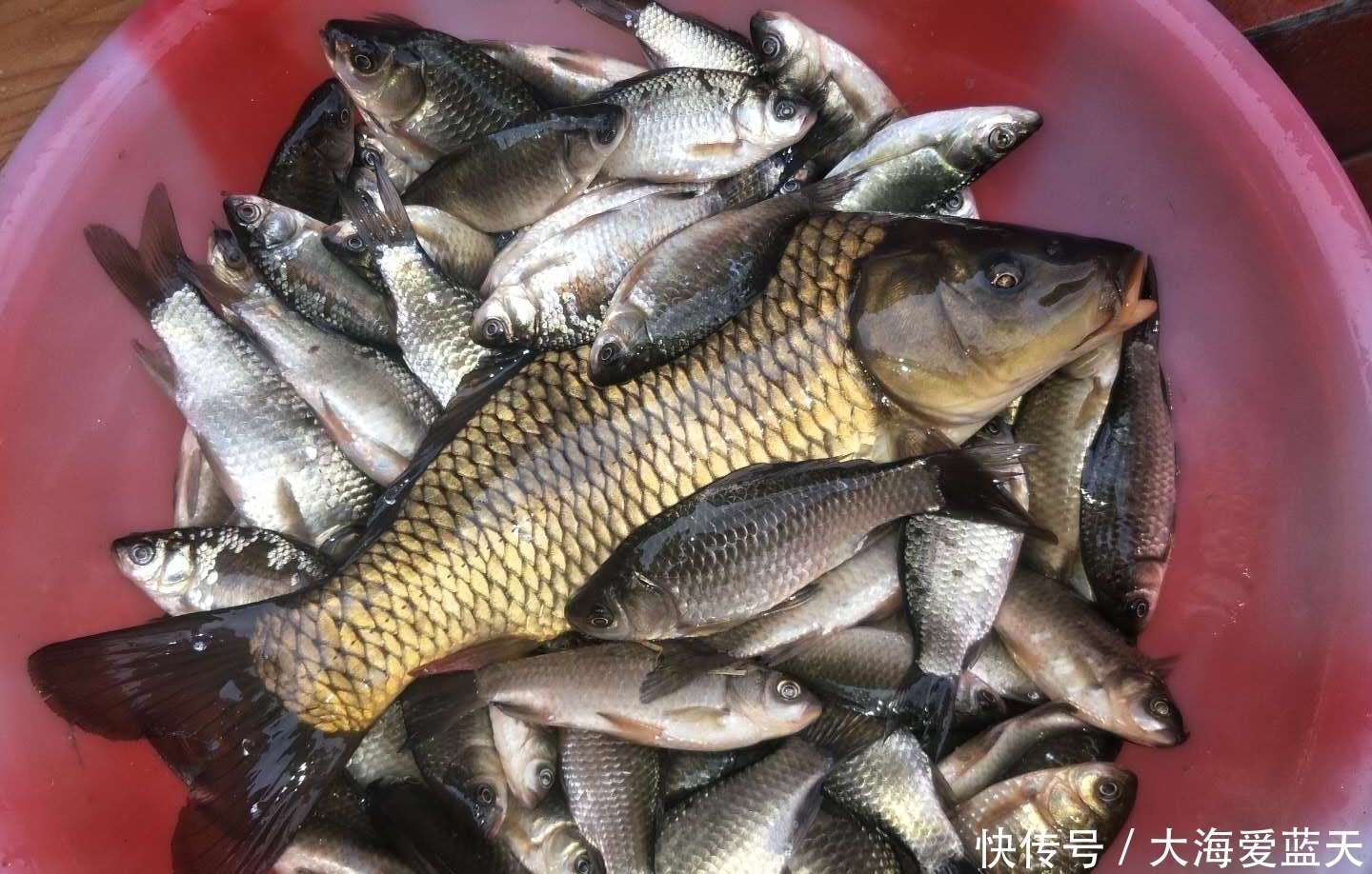 鲤鱼|这东西专攻鲫鱼鲤鱼,开春钓鱼记得加一点,让你渔获轻松翻倍