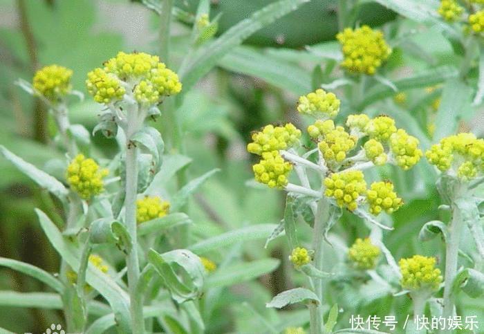 冬季養(yǎng)生要會(huì)吃,不妨多吃以下食物,降血脂,增強(qiáng)免疫力,試試吧