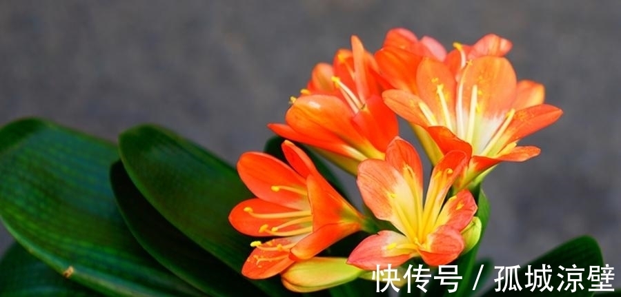 君子兰的叶片暗淡无光，立马进行3步“急救”，油亮发光很漂亮