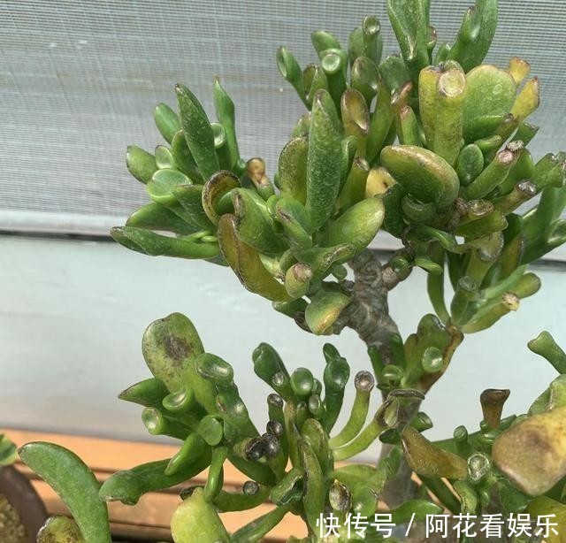 这花叫马蹄掌,也叫吸财树,寓意“招财进宝”,比多肉还好养